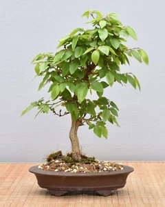 Bonsai Outdoor, Korean. Hainbuche (Carpinus turczaninowii) 25078 | Bonsai-Müller - Bild 1 von 2