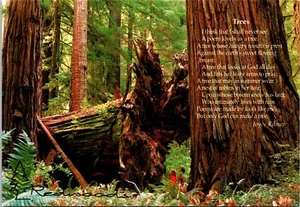 Virgin Redwood Forest California Postcard - Picture 1 of 2