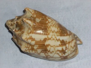 CYMBIOLA VESPERTILIO AWESOME PATTERN - Picture 1 of 2