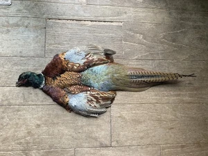 Rooster RINGNECK PHEASANT Full SKIN 2 Wings Tail Feathers Wall Art Man Cave - Picture 1 of 17