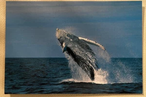 Breaching Whale Postcard From Southwest Harbor Maine By Coastal Exposures - Picture 1 of 2
