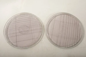 Pair Osgood Headlight Lenses (HSE-4) 8.25"/7.75" Feb 15 1910 (JSF6) Purple - Imagen 1 de 9