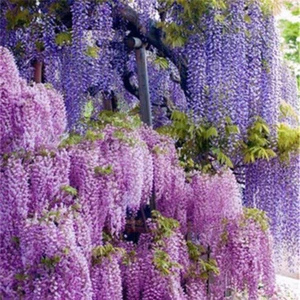 40 Dark Purple Chinese Wisteria Seeds Vine Climbing Flower Perennial Plant Seeds - Picture 1 of 5