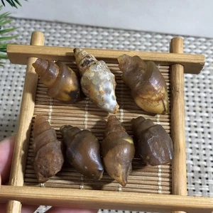 37g 7pcs Top Natural conch ammonite fossil specimens Morocco c102 - Picture 1 of 10