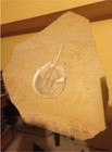 RARE - Jurassic Period Mesolimulus Walchi Horse-Shoe Crab Fossil w/ Certificate