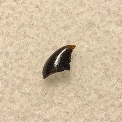 RARE 0.21” Troodon Tooth, Dinosaur Park Fm, Alberta, Canada, Cretaceous Fossil - Image 1 of 4