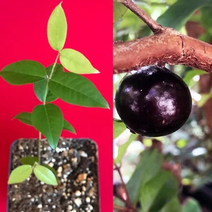 Red Hybrid Jaboticaba Myrciaria Plinia cauliflora x aureana Fruit Tree Plant - Picture 1 of 12