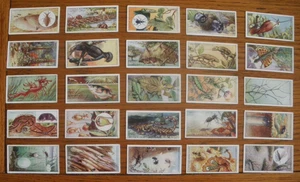 Set of LAMBERT & BUTLER WONDERS OF NATURE 1924 cigarette cards VG condition - Picture 1 of 1