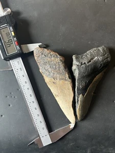 4.6 INCH REAL MEGALODON SHARK TOOTH BIG FOSSIL GENUINE PREHISTORIC MEG TEETH - Picture 1 of 2