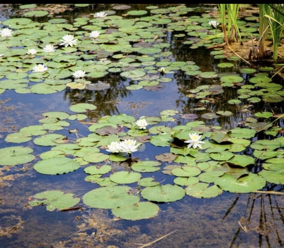 Hardy Water Lily Live Plant Mix Sizes, White, 5 Counts - Image 1 of 4