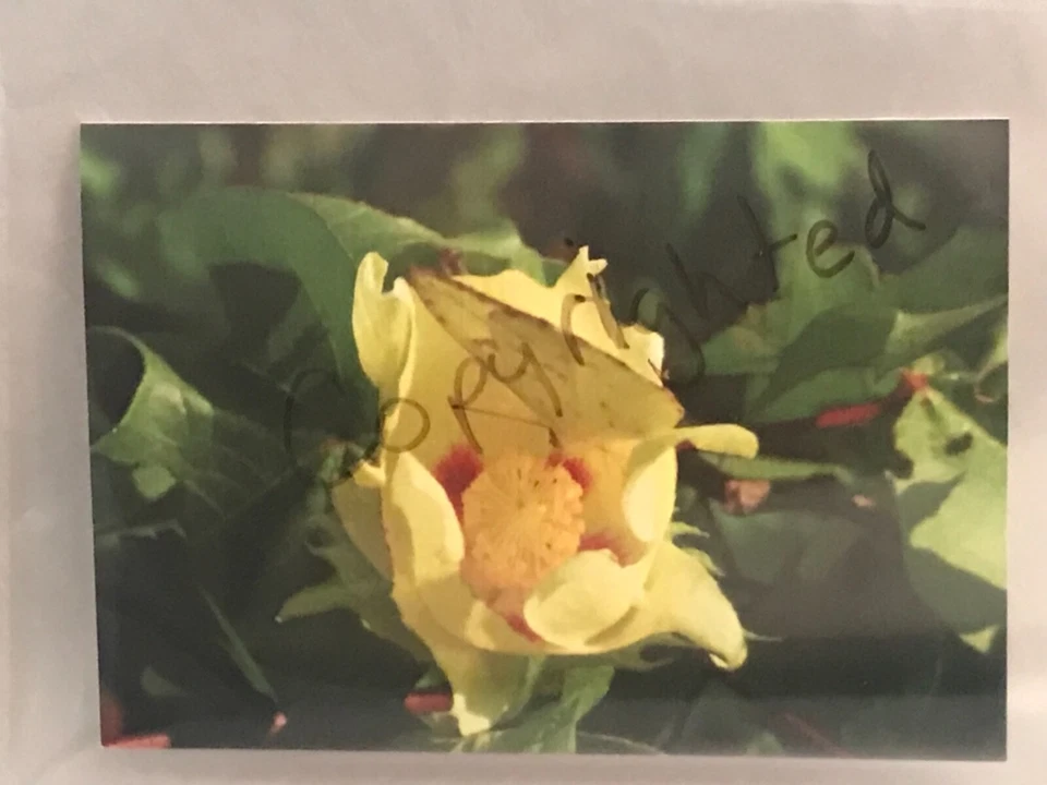 Foto mariposa amarilla tarjeta única 3,5x5 con sobre.  Interior en blanco. Foto 1 de 1