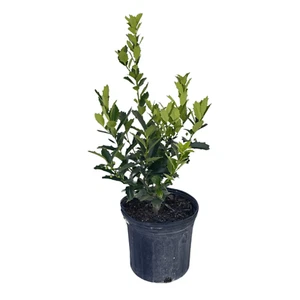 Oakland Holly Tree - Ilex X Oakland - 1 Gallon Potted Plant - Live Plant - Picture 1 of 2