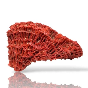 168GM | Natural Red Coral Sea Organ Pipe Reef Cluster Ocean | Crystal Specimen - Picture 1 of 7