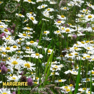 100000 Samen Wiesen-Margerite WILDFORM Leucanthemum vulgare Großpack Oxeye Daisy - Bild 1 von 4