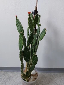 Opuntia quitensis Feigenkaktus - Bild 1 von 8