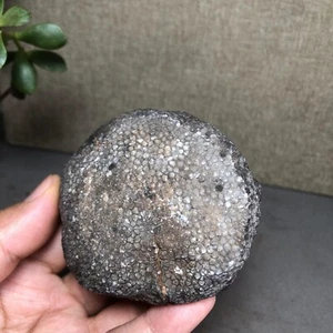 Large 231g Rugose Coral Fossil Slab - Actinocyathus - Morocco A3660 - Picture 1 of 15