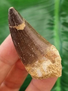 Dente di Mosasaurus 5,2 cm - Dente fossile di dinosauro - Foto 1 di 6