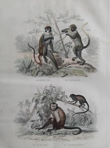 BLANC NEZ CALITRICHE PAJOU GRIS TAMARIN NEGRE SINGES GRAVURE 1848 BUFFON B31 - Picture 1 of 2