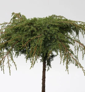 Hochstamm Grüner Kriechwacholder Green Carpet 60-80cm - Juniperus communis - Bild 1 von 1