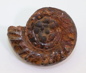 Goniatit, Platyclymenia richteri, Devon, Famenne, Erfoud, Marokko -m318 - Picture 1 of 6