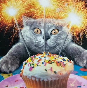 Avanti funny Pets, Cat & Sparklers Birthday Card ~ You’re a sparkler ~ SEE DESCR - Picture 1 of 3