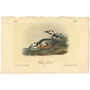 Audubon Birds Octavo 2. Aufl. 1856 h/c Lithographie Pl 407 Western Duck - Bild 1 von 2