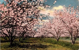 Peach Blossoms In Bloom Mississippi Miss Linen UNP Postcard - Picture 1 of 2