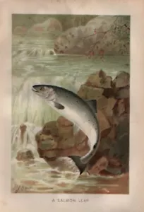 Stampa Antica 1894 = SALMONE Pesci = CROMOLITOGRAFIA Old Print # - Imagen 1 de 1
