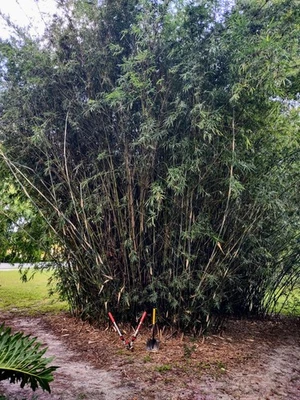 Bambusa multiplex - Green Hedge Clumping Bamboo - Start, One Rooted Cutting - Image 1 of 4