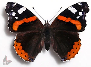 Vanessa atalanta, UNMOUNTED butterfly - Picture 1 of 1