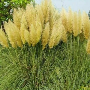 10 Seeds Yellow Pampas Grass Seeds Rare Unusual Stunning flower - Picture 1 of 1