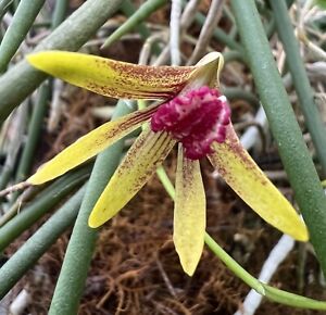 Orchids Dockrillia Tweetas ‘Red Lip’ x Grumpy Ladies ‘Pinky’ Seedling 100mm Pots
