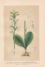 Platanthera chlorantha  - Waldhyazinthe LITHOGRAPHIE von 1894 Orchideen