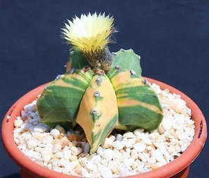 Astrophytum nudun, variegated rare cactus seed 10 SEEDS - Picture 1 of 1