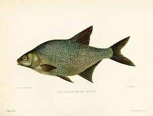 Litografía antigua original de 1904 - peces británicos - besugo - Imagen 1 de 3