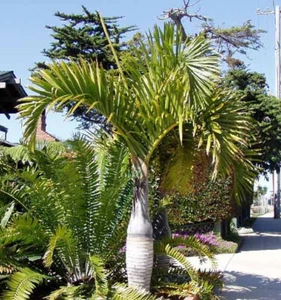 Hyophorbe Verschaffeltii - 10 Seeds - Spindle Palm - Picture 1 of 1