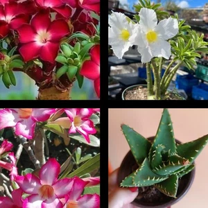 Rosa Del Desierto Adenium 6 Plantas Con Raiz - Picture 1 of 2