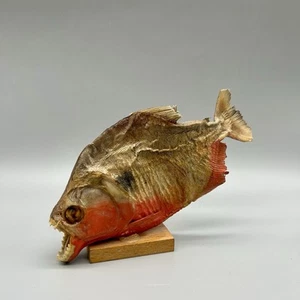 VTG Taxidermy South American Mounted Red Bellied Piranha fish on wooden base 7x5 - Picture 1 of 16