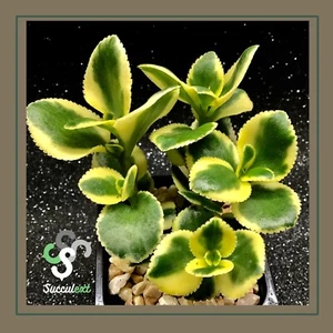 1 esqueje cutting taglio 🌱CRASSULA SARMENTOSA VARIEGATA🌱 succulent succulex - Imagen 1 de 3