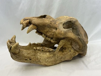 Cave Bear Fossil Skull  - Image 1 of 4