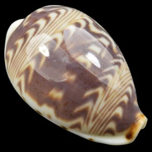 CYPRAEA (Palmadusta) DILUCULUM (Zanzibar Isl., Tanzania) 23.9mm #47192 - Picture 1 of 4