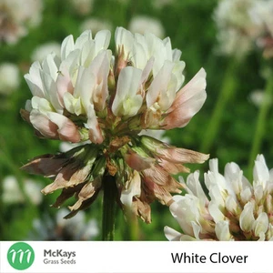 McKays White Clover Seed - 1kg - Free Postage Haifa - Picture 1 of 4