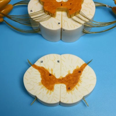 Anatomical Spinal Cord & Nerve Branches Model - Medical Spine Vertebral Anatomy - image 1 of 4