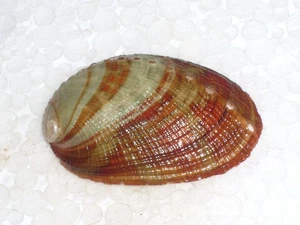 HALIOTIS DIVERSICOLOR AMAZING PATTERN - Picture 1 of 2