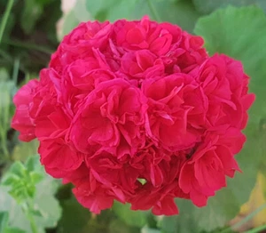 Mammoth Red Rosebud Zonal Pelargonium x 1 Plant ---------------- Geranium - Picture 1 of 4