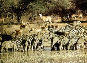 African Lion Lobby Card The Zebras And Impalas Grazing OLD MOVIE PHOTO