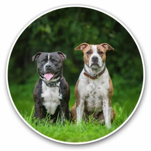 2 x Vinyl Stickers 10cm - American English Staffordshire Dogs Cool Gift #12372 - Afbeelding 1 van 9