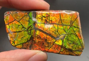 Ammolita fósil de 5,5 cm con varios colores - amonita, Alberta, Canadá. - Imagen 1 de 8