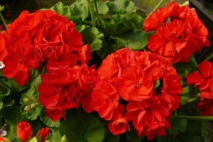 Red Geranium - 10 Seeds 2023 - USA - Picture 1 of 4