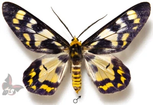 Dysphania numana A- , Male, UNMOUNTED butterfly - Picture 1 of 1